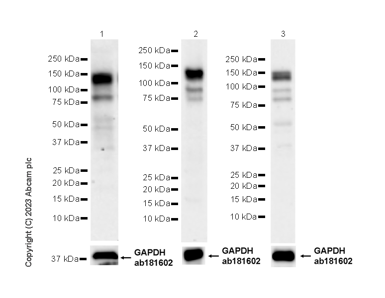 Western blot - Anti-GAPDH antibody [EPR16891] - Loading Control (ab181602), expandable thumbnail