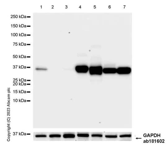 Western blot - Anti-GAPDH antibody [EPR16891] - Loading Control (AB181602)