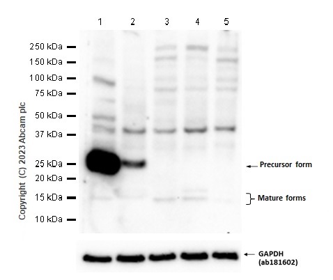 Western blot - Anti-GAPDH antibody [EPR16891] - Loading Control (ab181602), expandable thumbnail