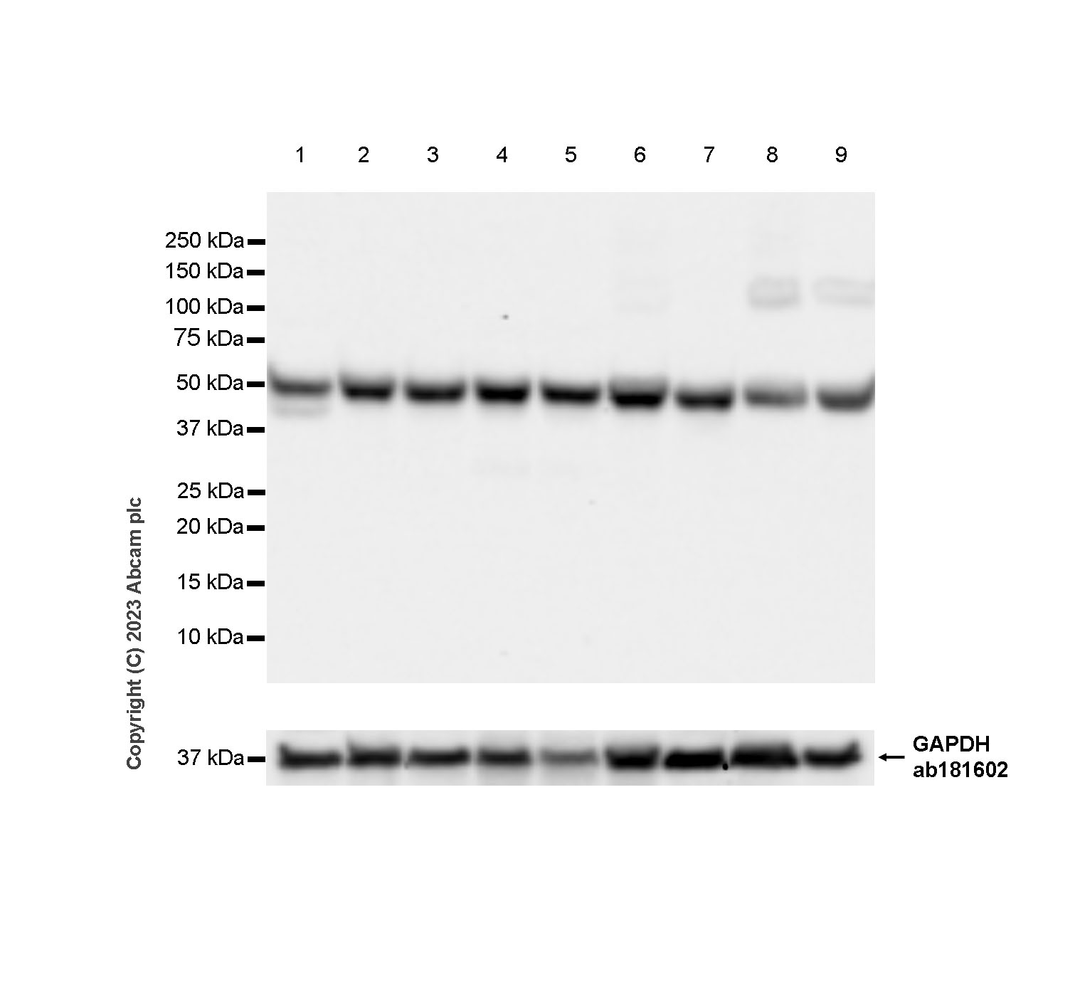 Western blot - Anti-GAPDH antibody [EPR16891] - Loading Control (ab181602), expandable thumbnail