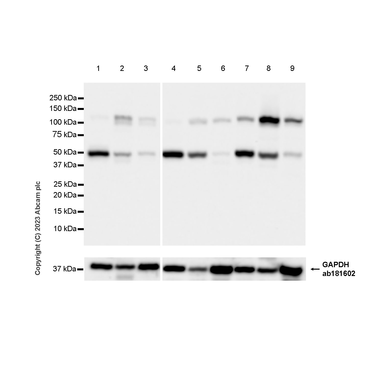 Western blot - Anti-GAPDH antibody [EPR16891] - Loading Control (ab181602), expandable thumbnail
