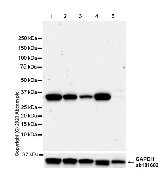 Western blot - Anti-GAPDH antibody [EPR16891] - Loading Control (ab181602), expandable thumbnail