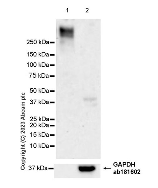 Western blot - Anti-GAPDH antibody [EPR16891] - Loading Control (ab181602), expandable thumbnail