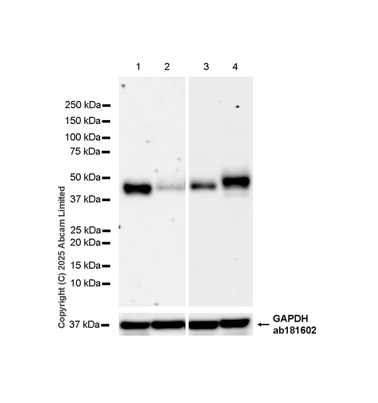 Western blot - Anti-GAPDH antibody [EPR16891] - Loading Control (AB181602)