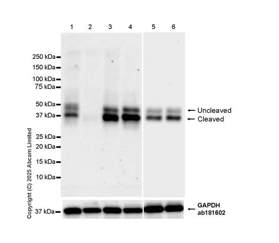 Western blot - Anti-GAPDH antibody [EPR16891] - Loading Control (AB181602)