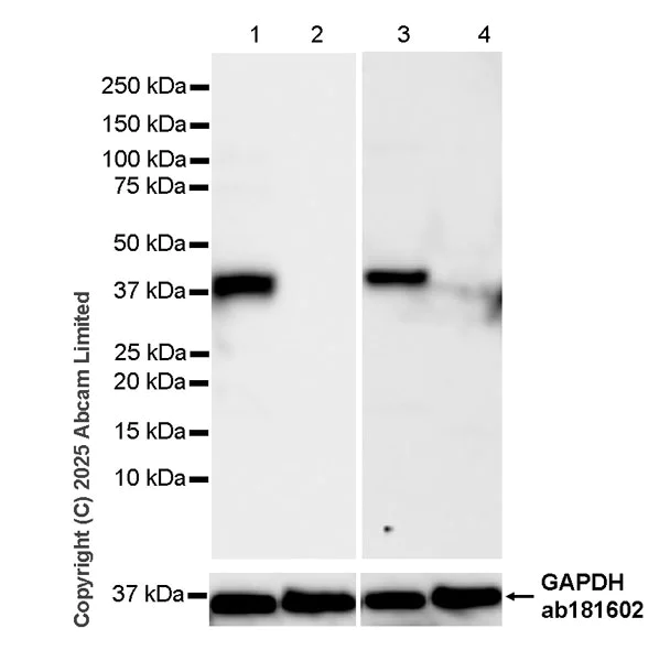 Western blot - Anti-GAPDH antibody [EPR16891] - Loading Control (AB181602)