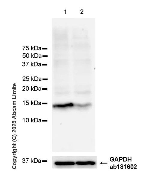 Western blot - Anti-GAPDH antibody [EPR16891] - Loading Control (AB181602)