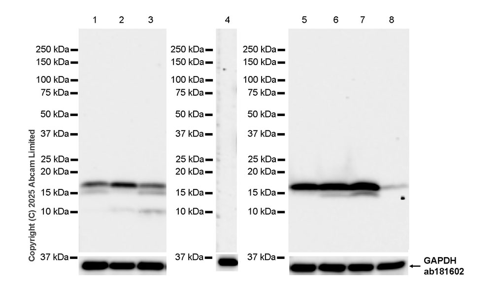 Western blot - Anti-GAPDH antibody [EPR16891] - Loading Control (ab181602), expandable thumbnail