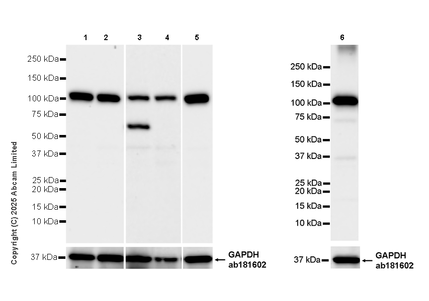 Western blot - Anti-GAPDH antibody [EPR16891] - Loading Control (ab181602), expandable thumbnail
