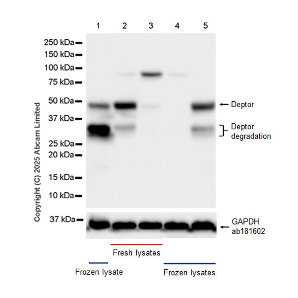 Western blot - Anti-GAPDH antibody [EPR16891] - Loading Control (ab181602), expandable thumbnail