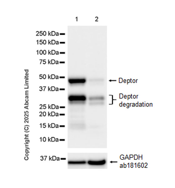 Western blot - Anti-GAPDH antibody [EPR16891] - Loading Control (ab181602), expandable thumbnail