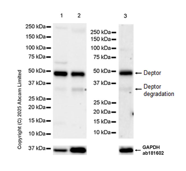 Western blot - Anti-GAPDH antibody [EPR16891] - Loading Control (ab181602), expandable thumbnail