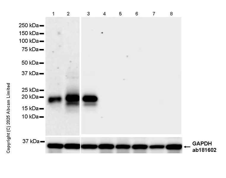 Western blot - Anti-GAPDH antibody [EPR16891] - Loading Control (AB181602)