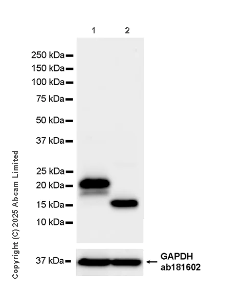 Western blot - Anti-GAPDH antibody [EPR16891] - Loading Control (AB181602)
