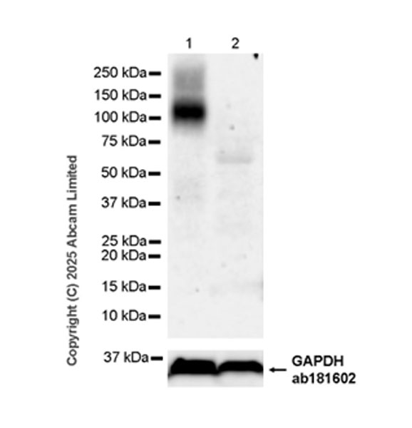 Western blot - Anti-GAPDH antibody [EPR16891] - Loading Control (ab181602), expandable thumbnail