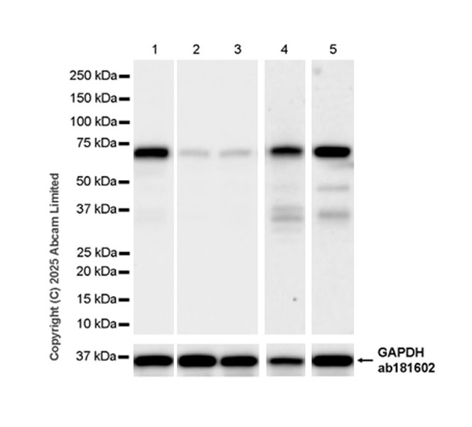 Western blot - Anti-GAPDH antibody [EPR16891] - Loading Control (ab181602), expandable thumbnail