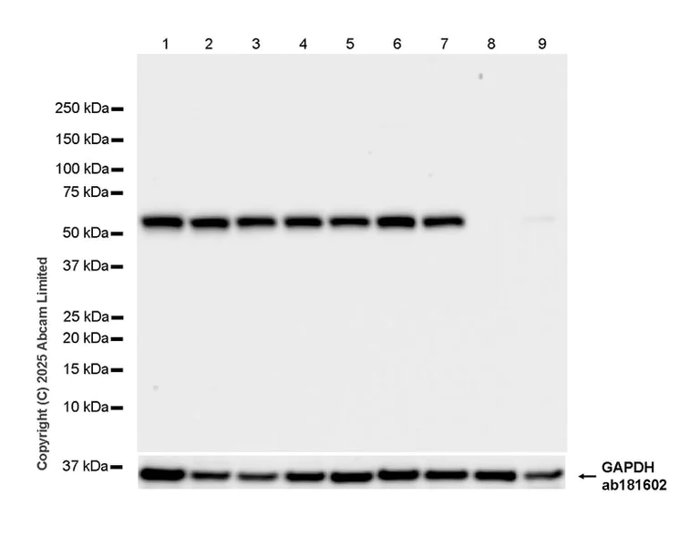 Western blot - Anti-GAPDH antibody [EPR16891] - Loading Control (AB181602)