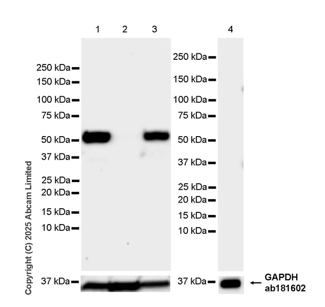 Western blot - Anti-GAPDH antibody [EPR16891] - Loading Control (AB181602)