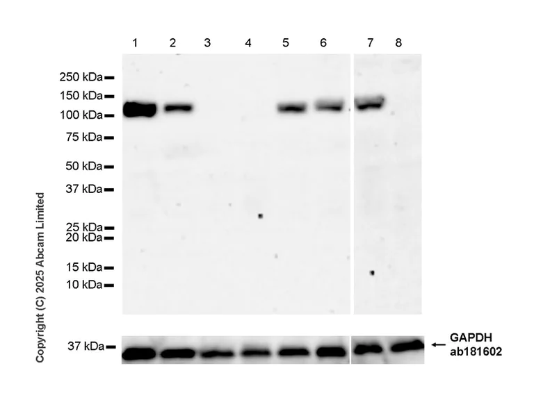 Western blot - Anti-GAPDH antibody [EPR16891] - Loading Control (AB181602)