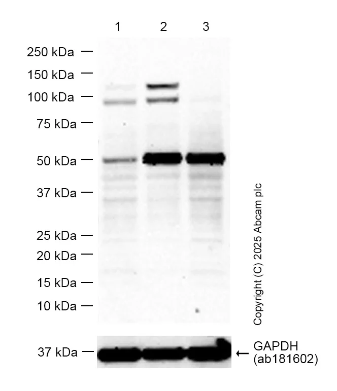 Western blot - Anti-GAPDH antibody [EPR16891] - Loading Control (AB181602)