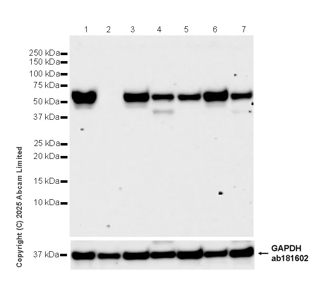 Western blot - Anti-GAPDH antibody [EPR16891] - Loading Control (AB181602)