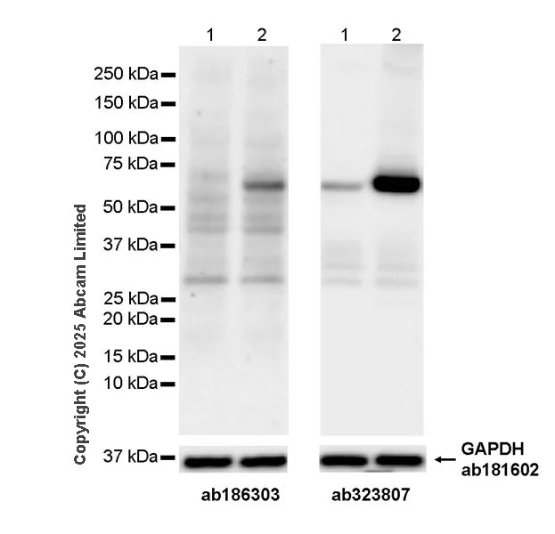 Western blot - Anti-GAPDH antibody [EPR16891] - Loading Control (AB181602)