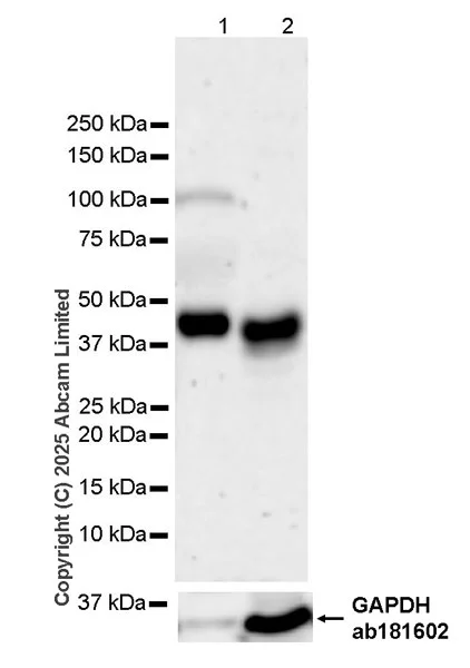 Western blot - Anti-GAPDH antibody [EPR16891] - Loading Control (AB181602)
