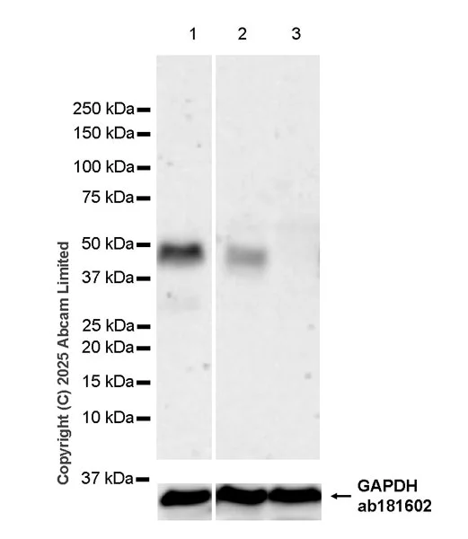Western blot - Anti-GAPDH antibody [EPR16891] - Loading Control (AB181602)