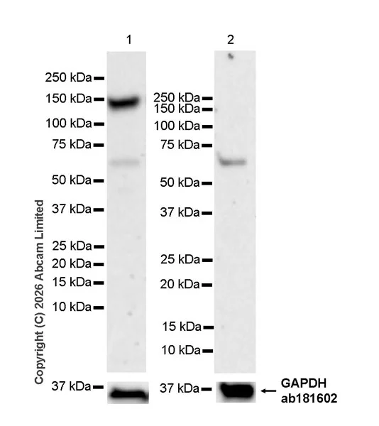 Western blot - Anti-GAPDH antibody [EPR16891] - Loading Control (AB181602)