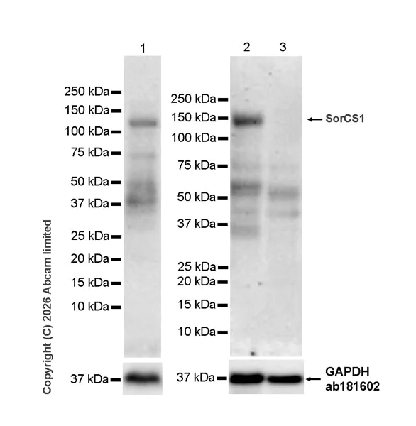 Western blot - Anti-GAPDH antibody [EPR16891] - Loading Control (AB181602)