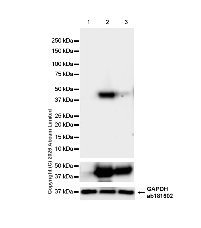 Western blot - Anti-GAPDH antibody [EPR16891] - Loading Control (AB181602)