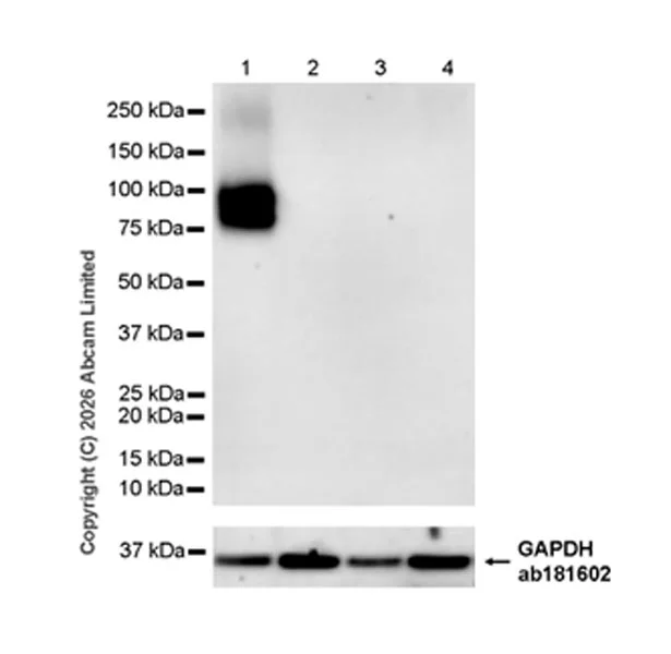 Western blot - Anti-GAPDH antibody [EPR16891] - Loading Control (AB181602)
