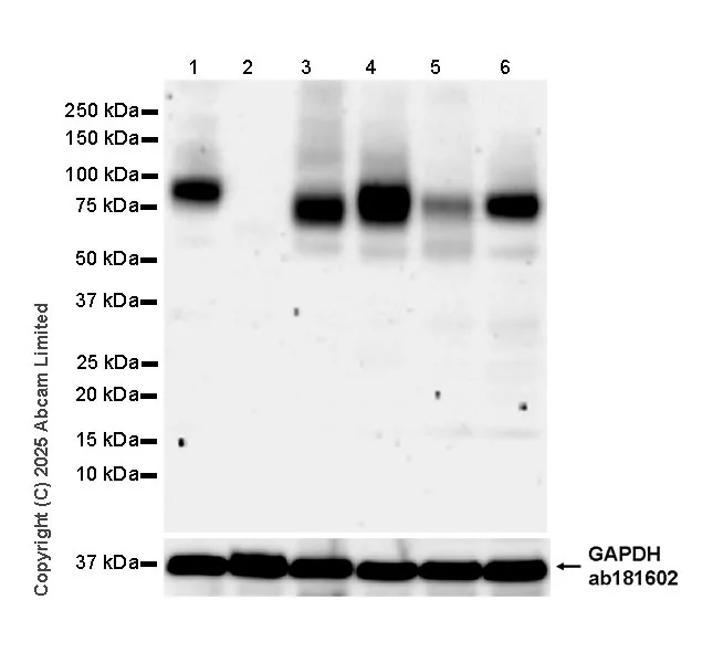 Western blot - Anti-GAPDH antibody [EPR16891] - Loading Control (AB181602)