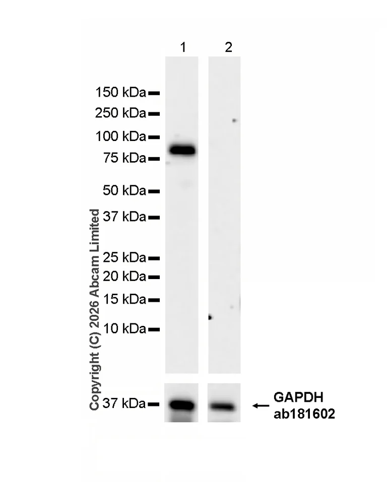 Western blot - Anti-GAPDH antibody [EPR16891] - Loading Control (AB181602)