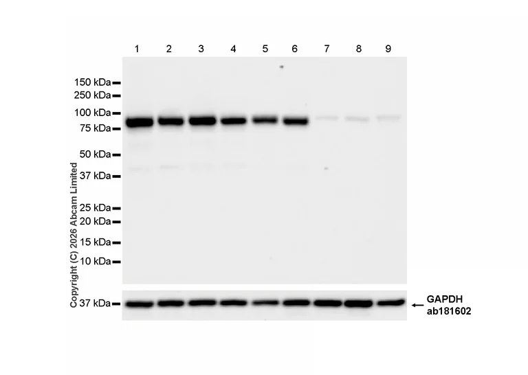 Western blot - Anti-GAPDH antibody [EPR16891] - Loading Control (AB181602)