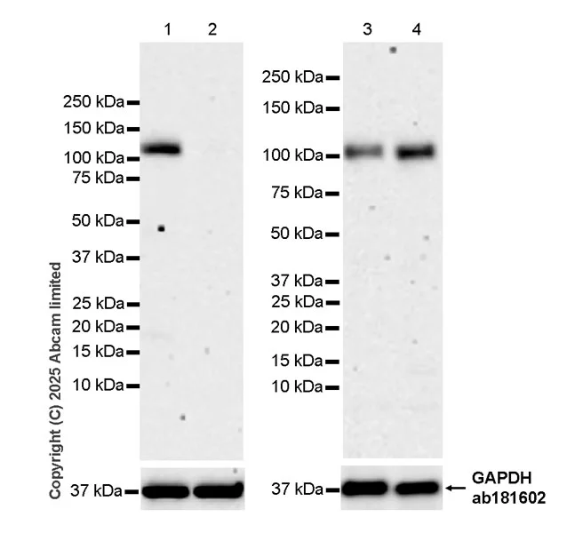 Western blot - Anti-GAPDH antibody [EPR16891] - Loading Control (AB181602)