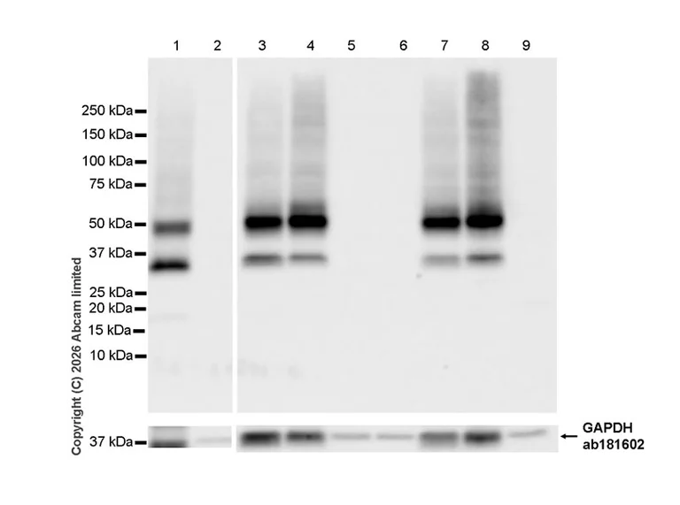 Western blot - Anti-GAPDH antibody [EPR16891] - Loading Control (AB181602)