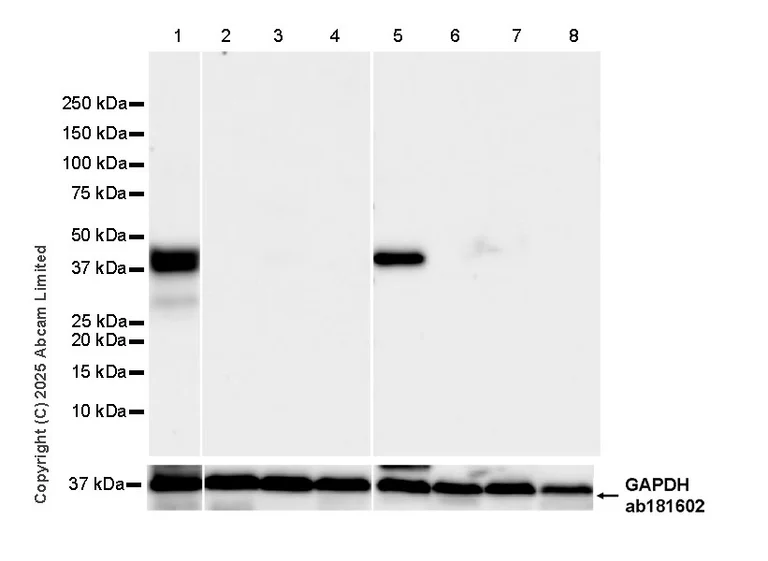Western blot - Anti-GAPDH antibody [EPR16891] - Loading Control (AB181602)