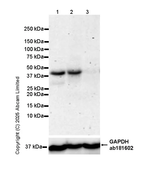 Western blot - Anti-GAPDH antibody [EPR16891] - Loading Control (AB181602)