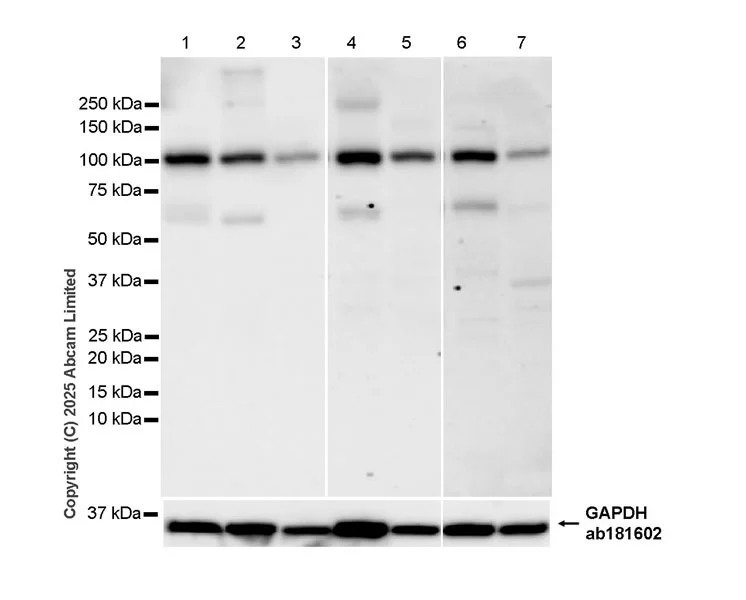 Western blot - Anti-GAPDH antibody [EPR16891] - Loading Control (AB181602)