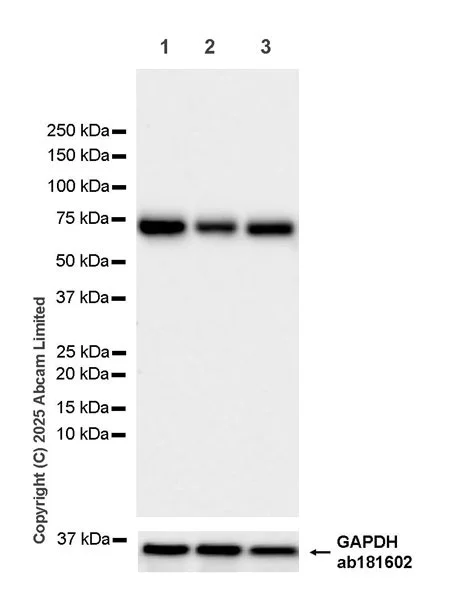 Western blot - Anti-GAPDH antibody [EPR16891] - Loading Control (AB181602)