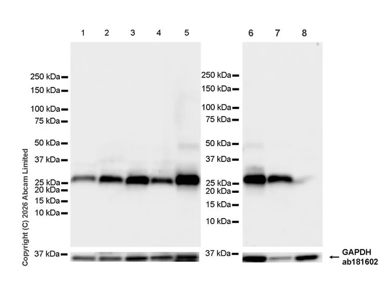 Western blot - Anti-GAPDH antibody [EPR16891] - Loading Control (AB181602)