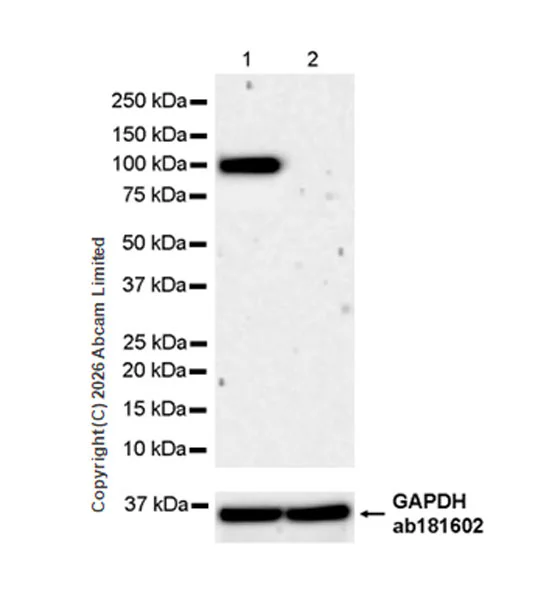 Western blot - Anti-GAPDH antibody [EPR16891] - Loading Control (AB181602)