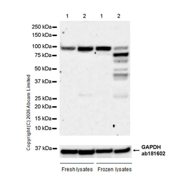 Western blot - Anti-GAPDH antibody [EPR16891] - Loading Control (AB181602)