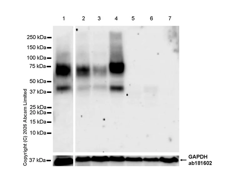 Western blot - Anti-GAPDH antibody [EPR16891] - Loading Control (AB181602)