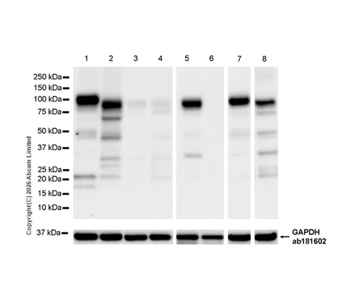 Western blot - Anti-GAPDH antibody [EPR16891] - Loading Control (AB181602)