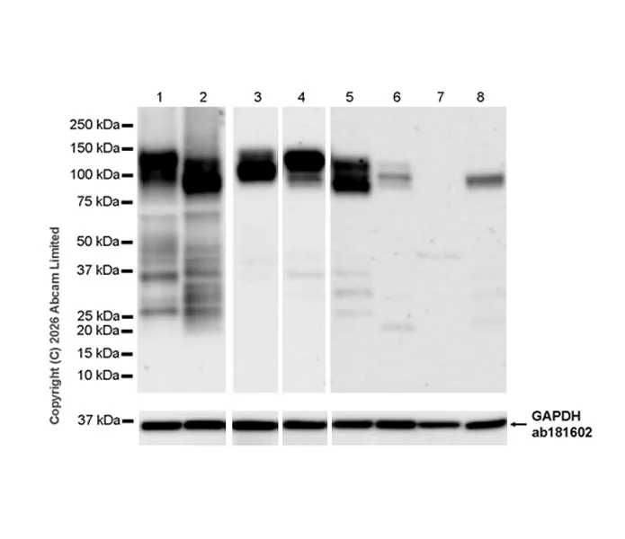 Western blot - Anti-GAPDH antibody [EPR16891] - Loading Control (AB181602)