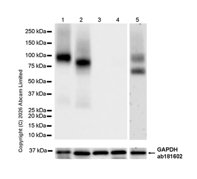 Western blot - Anti-GAPDH antibody [EPR16891] - Loading Control (AB181602)