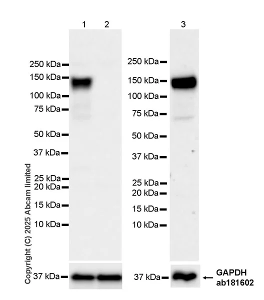 Western blot - Anti-GAPDH antibody [EPR16891] - Loading Control (AB181602)