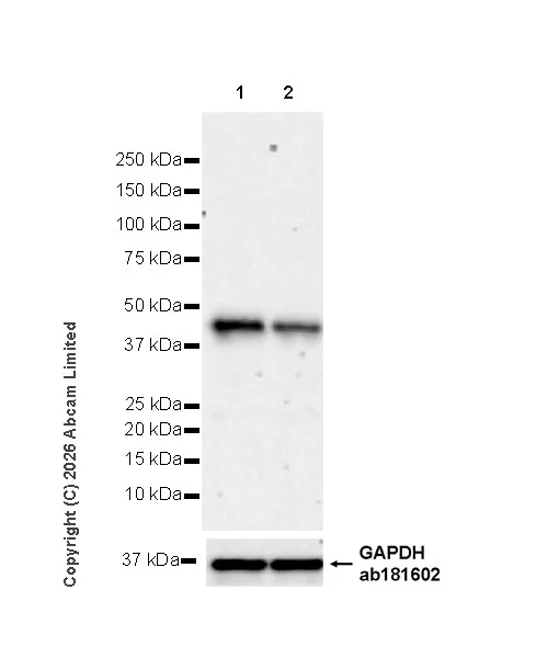Western blot - Anti-GAPDH antibody [EPR16891] - Loading Control (AB181602)